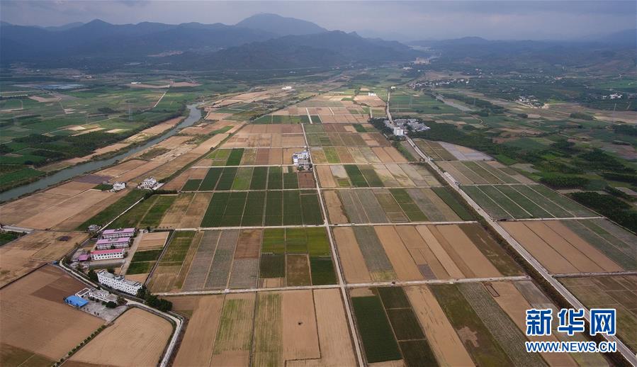 (百城百縣百企調(diào)研行·圖文互動)(1)海南農(nóng)墾:農(nóng)業(yè)“國家隊”打贏改革“翻身仗”