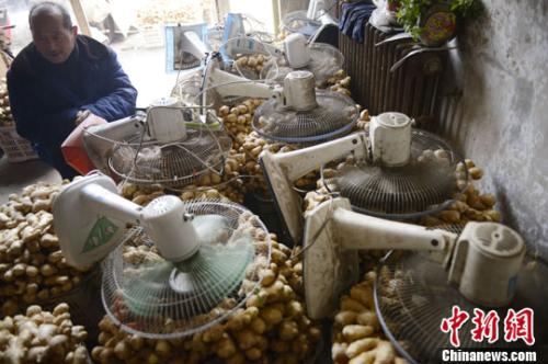 資料圖：山西太原蔬菜批發(fā)市場(chǎng)，姜販用多臺(tái)電風(fēng)扇風(fēng)干新鮮潮濕的生姜。<a target='_blank' ><p  align=