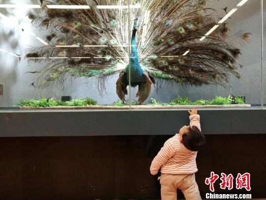 圖為展覽現(xiàn)場。　胡遠航 攝