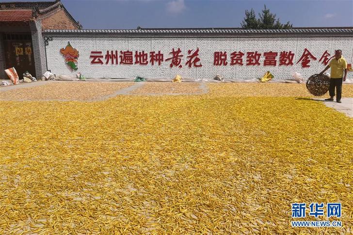 （在習(xí)近平新時代中國特色社會主義思想指引下&mdash;&mdash;新時代新作為新篇章&middot;鄉(xiāng)村振興戰(zhàn)略&middot;圖文互動）（2）一株忘憂草，萬家喜眉梢&mdash;&mdash;山西省大同市云州區(qū)黃花產(chǎn)業(yè)扶貧觀察