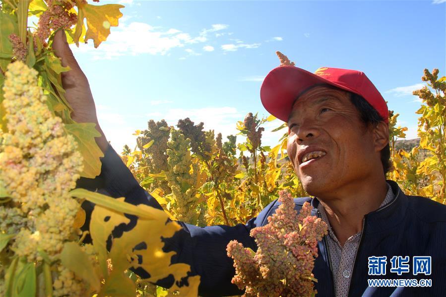 （脫貧攻堅(jiān)&middot;圖文互動(dòng)）&ldquo;藜麥老漢&rdquo;代存忠脫貧記 