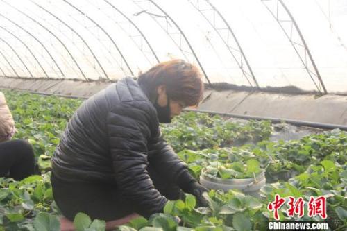 正值隆冬時節(jié)，山西省長治市長子縣天寒地凍，最低氣溫已有零下十幾度，當?shù)氐氖卟舜笈飪?nèi)卻&ldquo;春意盎然&rdquo;、生機勃勃?！⊥蹙S寧 攝