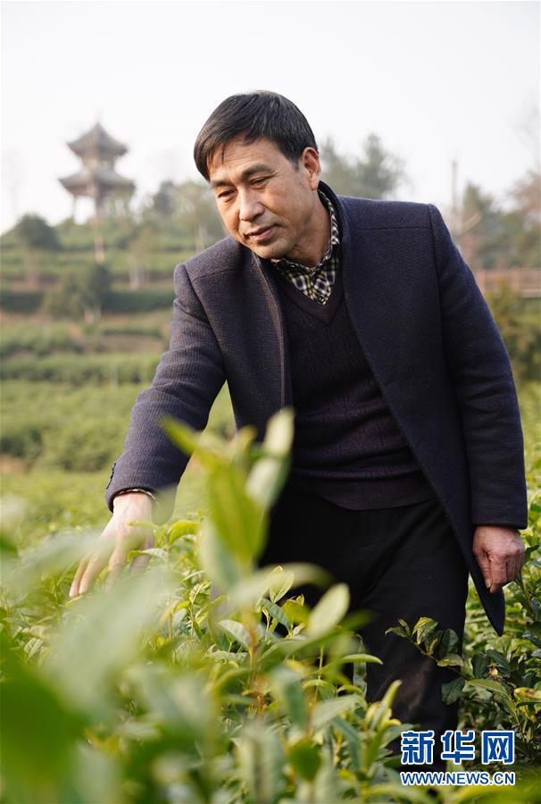 （在習(xí)近平新時(shí)代中國(guó)特色社會(huì)主義思想指引下&mdash;&mdash;新時(shí)代新作為新篇章&middot;鄉(xiāng)村振興戰(zhàn)略&middot;圖文互動(dòng)）（3）老支書(shū)王興強(qiáng)的新&ldquo;茶事&rdquo;