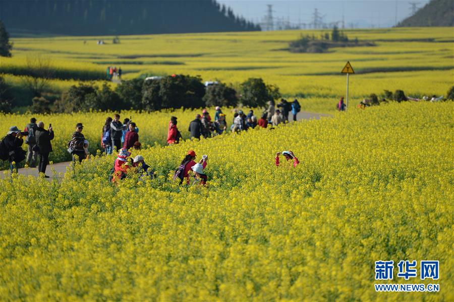 （在習(xí)近平新時(shí)代中國(guó)特色社會(huì)主義思想指引下&mdash;&mdash;新時(shí)代新作為新篇章&middot;圖文互動(dòng)）（7）高原春來(lái)早 云嶺開(kāi)新篇 