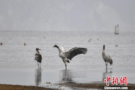圖為在納帕海濕地棲息的黑頸鶴?！⑷疥?yáng) 攝