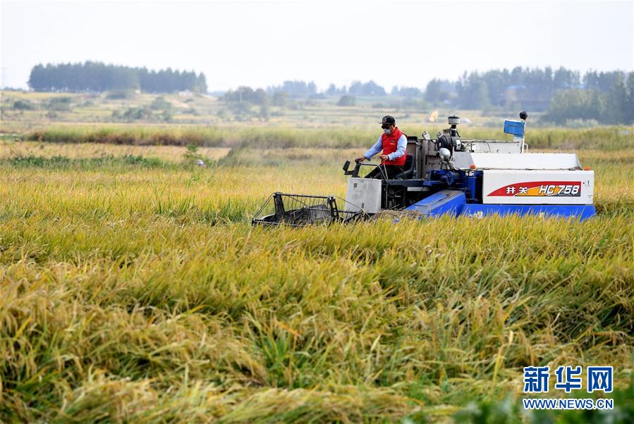 （新華全媒頭條&middot;愛國情 奮斗者&middot;圖文互動(dòng)）（6）一個(gè)村的奮斗，一個(gè)時(shí)代的巨變&mdash;&mdash;記敢&ldquo;蹚新路&rdquo;的小崗人