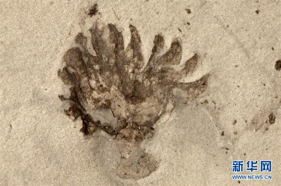 （新華全媒頭條&middot;圖文互動）（9）探尋5億年前&ldquo;生命大爆炸&rdquo;之奧秘&mdash;&mdash;中國科學家發(fā)現(xiàn)寒武紀&ldquo;化石寶庫&rdquo;清江生物群紀實