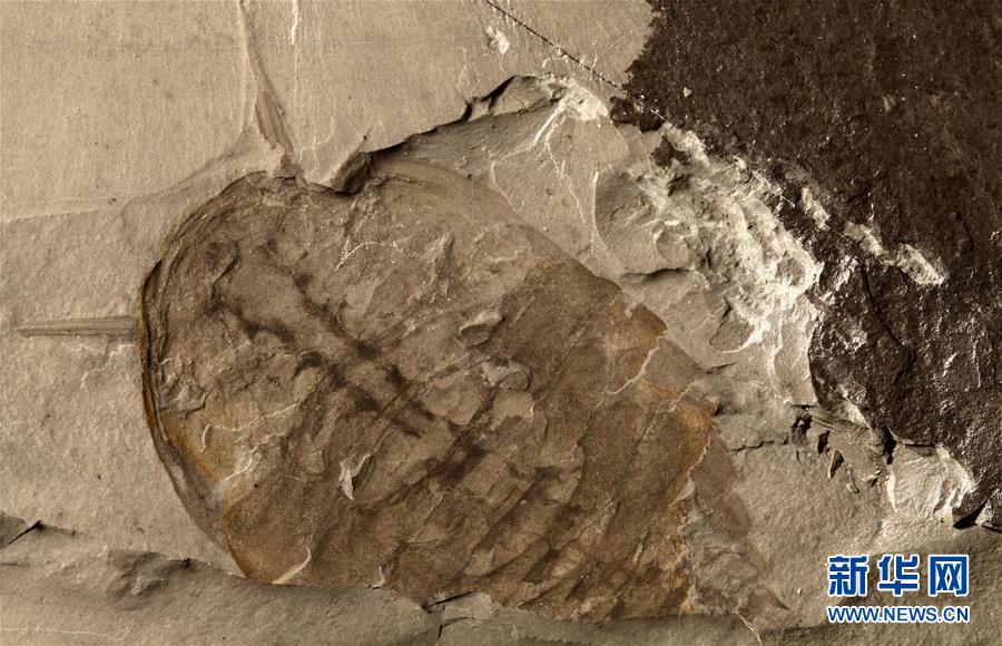 （新華全媒頭條&middot;圖文互動）（10）探尋5億年前&ldquo;生命大爆炸&rdquo;之奧秘&mdash;&mdash;中國科學家發(fā)現(xiàn)寒武紀&ldquo;化石寶庫&rdquo;清江生物群紀實