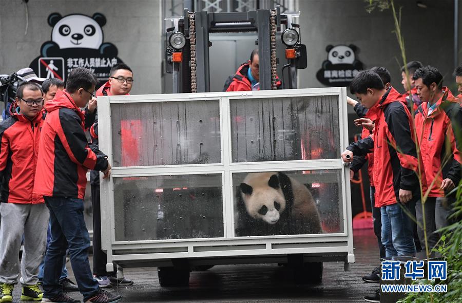 (社會(huì))(5)大熊貓“如意”“丁丁”啟程前往俄羅斯