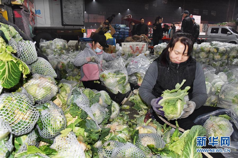 (壯麗70年·奮斗新時(shí)代·圖文互動(dòng))(1)山東壽光:一棵“菜”興一座城