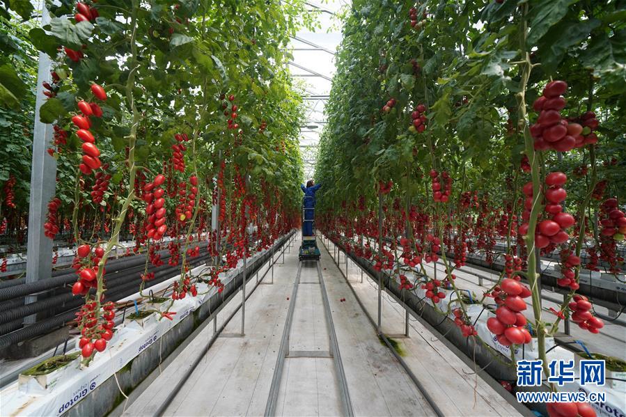 (壯麗70年·奮斗新時(shí)代·圖文互動(dòng))(12)山東壽光:一棵“菜”興一座城