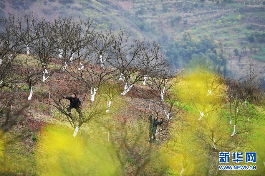 （在習(xí)近平新時(shí)代中國特色社會(huì)主義思想指引下&mdash;&mdash;新時(shí)代新作為新篇章）（8）重慶巫山：&ldquo;生態(tài)寶貝&rdquo;變身&ldquo;搖錢樹&rdquo;