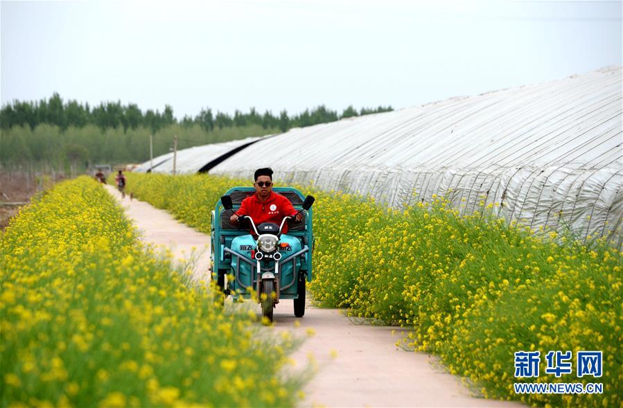 (新華全媒頭條·愛國情 奮斗者·圖文互動)(6)把論文寫在祖國的大地上——中國農(nóng)業(yè)大學(xué)46年扎根河北曲周服務(wù)鄉(xiāng)村振興紀(jì)實(shí)
