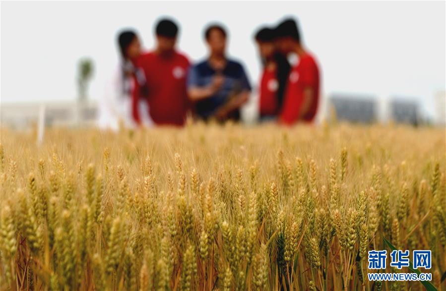 (新華全媒頭條·愛國情 奮斗者·圖文互動)(7)把論文寫在祖國的大地上——中國農(nóng)業(yè)大學(xué)46年扎根河北曲周服務(wù)鄉(xiāng)村振興紀(jì)實(shí)