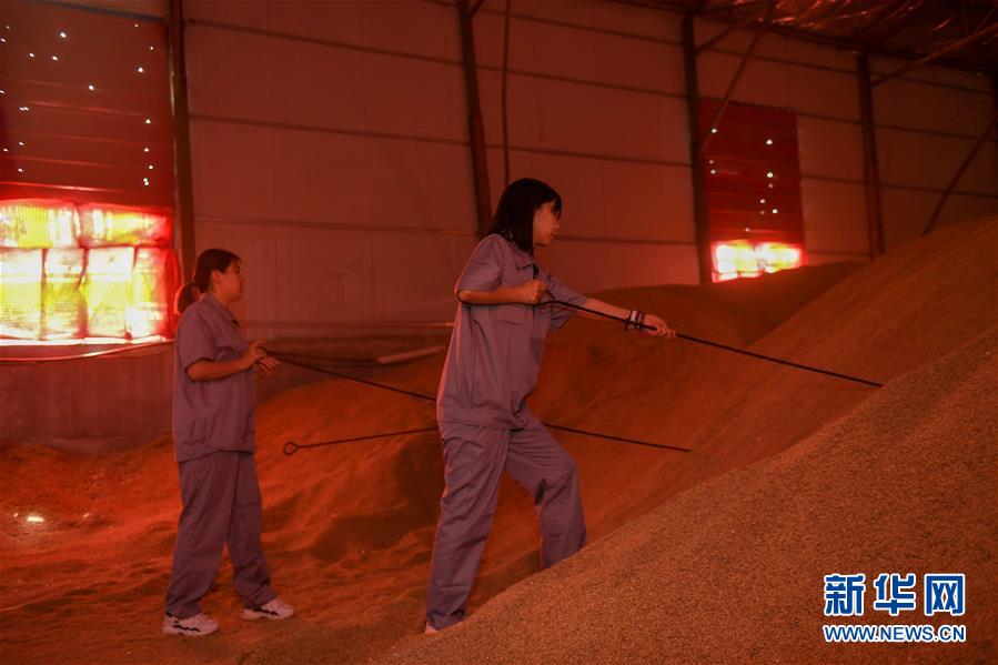 （在習(xí)近平新時代中國特色社會主義思想指引下&mdash;&mdash;新時代新作為新篇章&middot;圖文互動）（4）大學(xué)生種田讓農(nóng)民&ldquo;老把式&rdquo;開了眼&mdash;&mdash;吉林長白山下的稻田新事