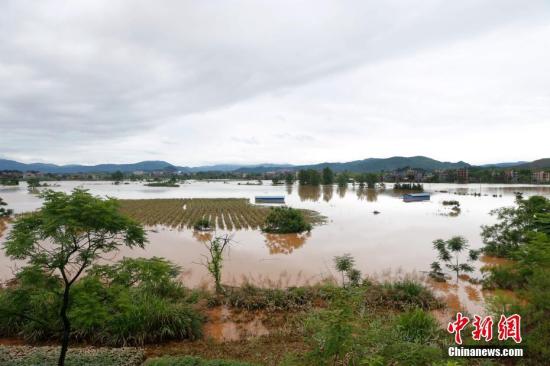 資料圖：湖南省臨武縣武水鎮(zhèn)、南強(qiáng)鎮(zhèn)、汾市鎮(zhèn)、水東鎮(zhèn)、金江鎮(zhèn)等鄉(xiāng)鎮(zhèn)遭遇特大暴雨襲擊，導(dǎo)致大量民房和農(nóng)田被淹。據(jù)不完全統(tǒng)計(jì)，該縣數(shù)千戶民房被淹，數(shù)十萬畝農(nóng)田、果園、煙田被淹斷收，直接經(jīng)濟(jì)損失達(dá)數(shù)千萬元。災(zāi)情發(fā)生后，當(dāng)?shù)卣跋嚓P(guān)部門第一時(shí)間奔赴受災(zāi)鄉(xiāng)鎮(zhèn)轉(zhuǎn)移群眾，察看災(zāi)情并積極組織村民排澇自救、發(fā)放救災(zāi)物資、開展保險(xiǎn)理賠等工作。目前救災(zāi)工作正在有序進(jìn)行，無人員傷亡。唐盛歡 攝
