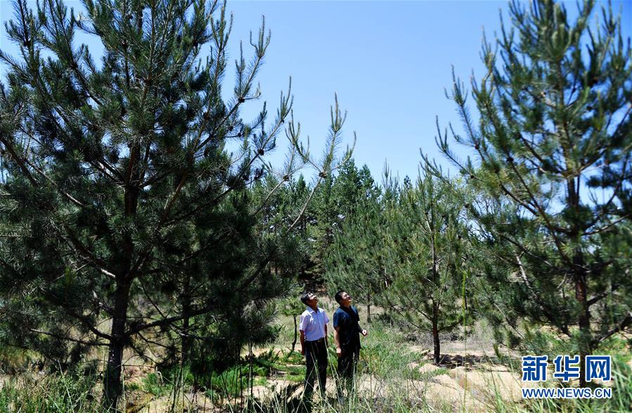 (壯麗70年·奮斗新時(shí)代·圖文互動(dòng))(7)毛烏素治理:眾志縛流沙 塞外展新顏