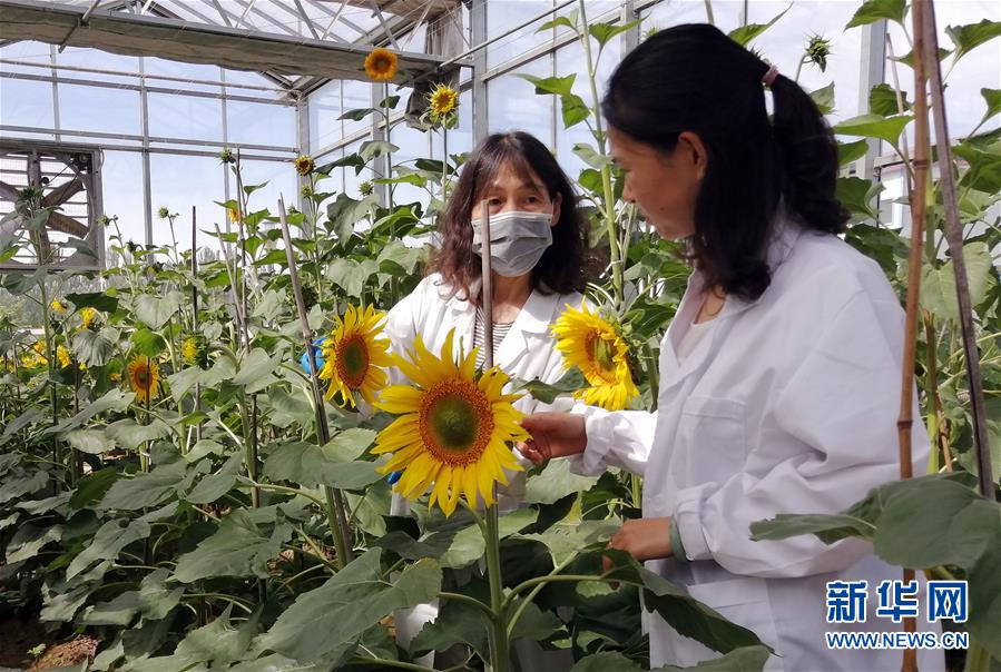 （在習(xí)近平新時(shí)代中國特色社會(huì)主義思想指引下&mdash;&mdash;新時(shí)代新作為新篇章&middot;圖文互動(dòng)）走自主研發(fā)之路：中國食葵打敗&ldquo;洋&rdquo;種子