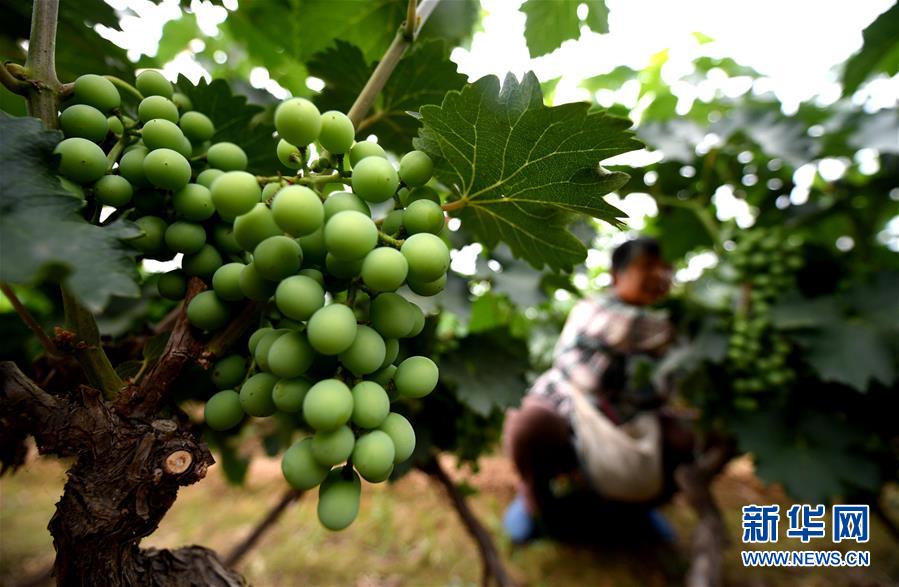 （新華全媒頭條&middot;圖文互動）（4）一個(gè)傳統(tǒng)農(nóng)業(yè)縣的脫貧之路&mdash;&mdash;來自河北新河的調(diào)查報(bào)告