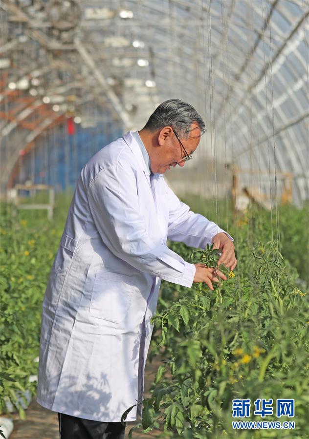 （新華全媒頭條&middot;圖文互動）（3）和蔬菜&ldquo;說話&rdquo;的人&mdash;&mdash;中國工程院院士李天來的&ldquo;棚菜人生&rdquo;
