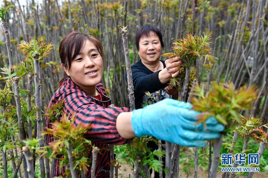 （在習近平新時代中國特色社會主義思想指引下&mdash;&mdash;新時代新作為新篇章&middot;圖文互動）（1）中條山下綠意濃&mdash;&mdash;一個&ldquo;資源窮縣&rdquo;的生態(tài)發(fā)展之路
