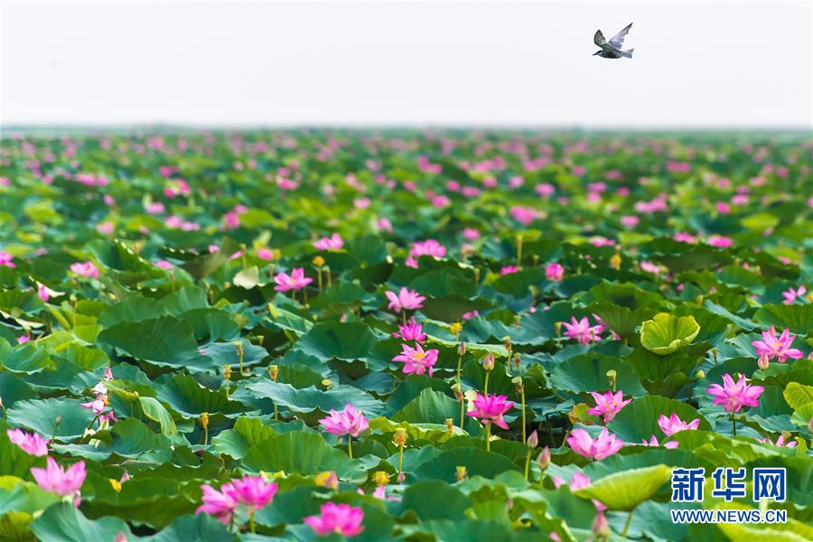 （壯麗70年&middot;奮斗新時代&mdash;&mdash;共和國發(fā)展成就巡禮&middot;圖文互動）（5）潮涌楚天闊&mdash;&mdash;湖北砥礪奮進(jìn)70年譜寫高質(zhì)量發(fā)展華章