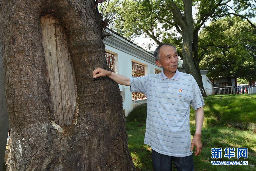 （壯麗70年&middot;奮斗新時代&mdash;&mdash;記者再走長征路&middot;圖文互動）（2）&ldquo;紅軍樹&rdquo;下憶初心、守初心