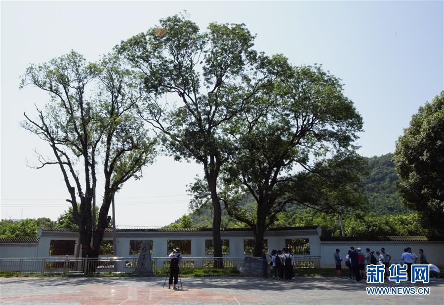 （壯麗70年&middot;奮斗新時代&mdash;&mdash;記者再走長征路&middot;圖文互動）（6）&ldquo;紅軍樹&rdquo;下憶初心、守初心