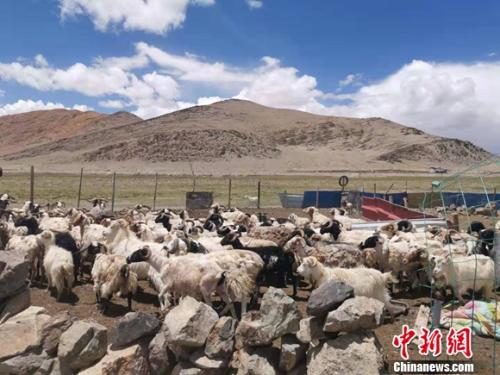 圖為羊群正從羊圈里出來(lái)。 謝藝觀 攝
