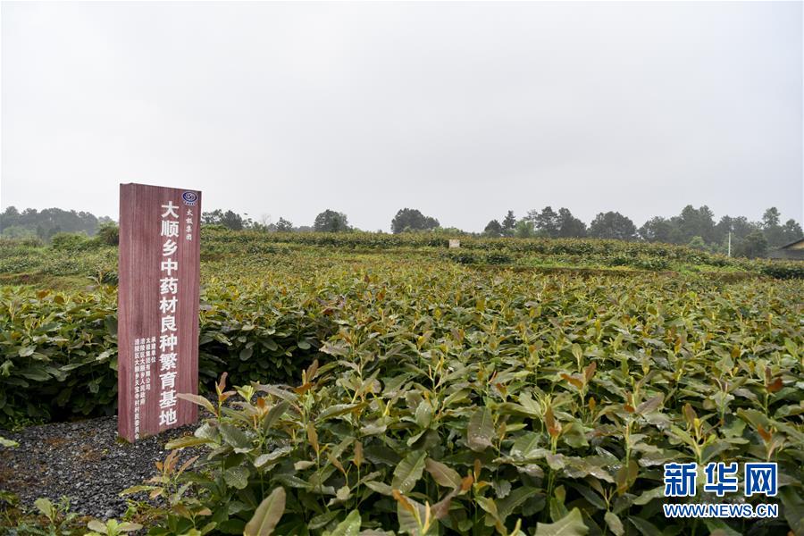 （來自一線的調(diào)查報告&middot;圖文互動）（5）利益聯(lián)結(jié)強(qiáng)產(chǎn)業(yè)　打通城鄉(xiāng)促振興&mdash;&mdash;重慶涪陵大順鄉(xiāng)鄉(xiāng)村振興觀察