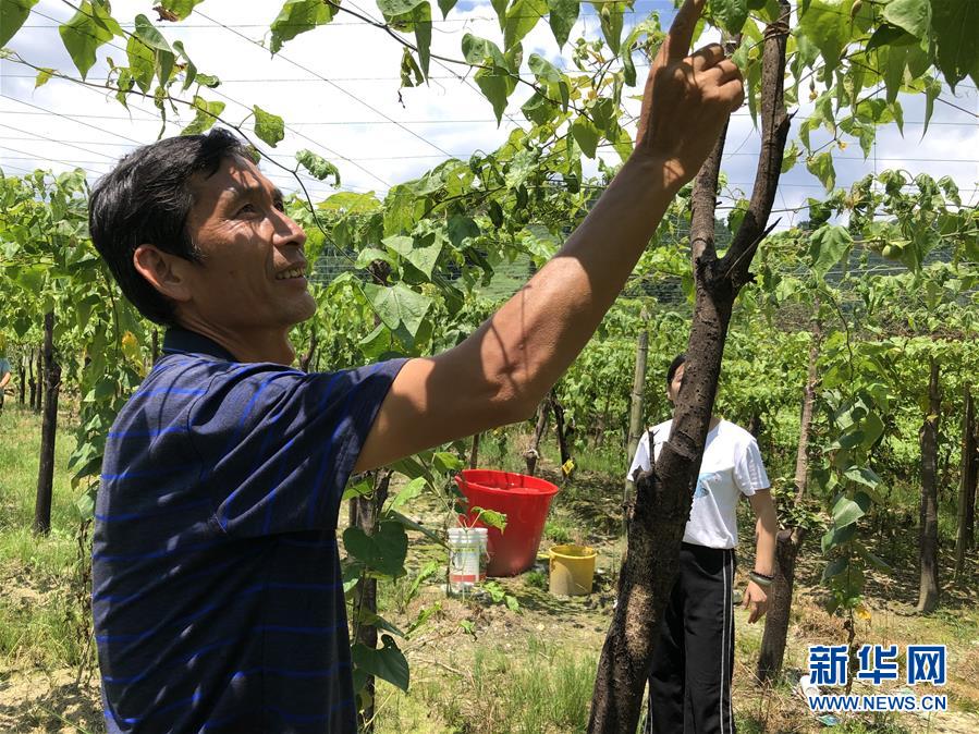 （脫貧攻堅(jiān)&middot;圖文互動(dòng)）（1）貧困戶成了致富帶頭人
