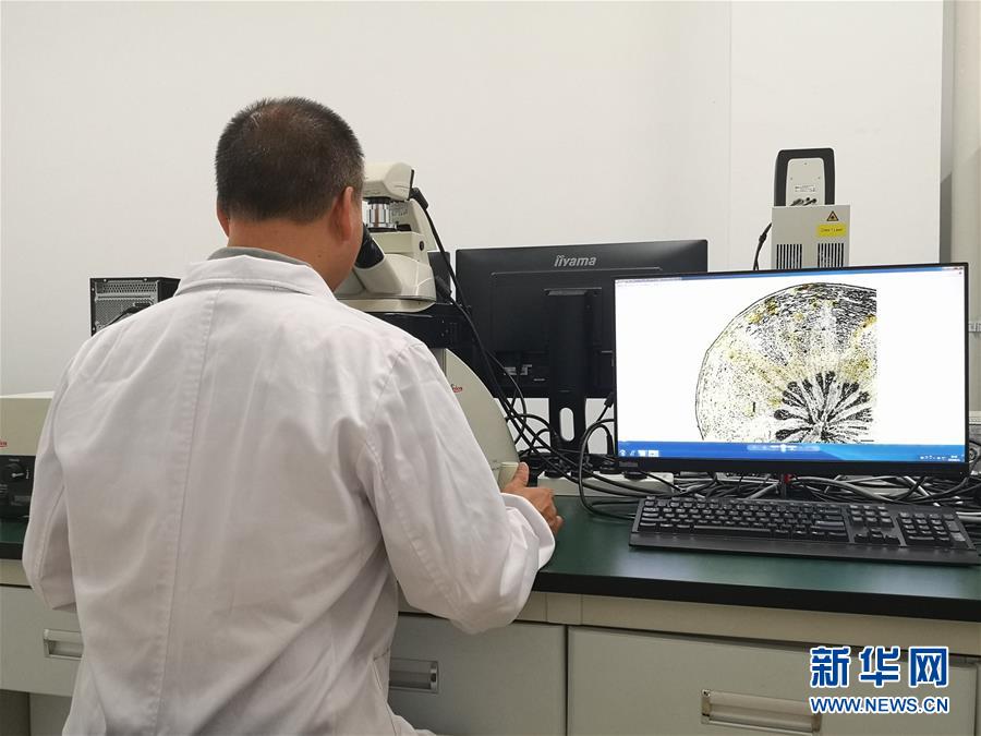 （新華調(diào)查&middot;新中國(guó)考古重大發(fā)現(xiàn)&middot;圖文互動(dòng)）（5）?；韬睿翰粌H僅是&ldquo;黃金大墓&rdquo;