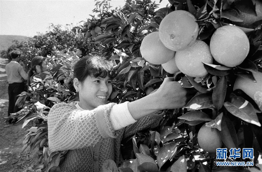 （紅土地&ldquo;往事新說(shuō)&rdquo;&middot;圖文互動(dòng)）（3）昔日房前&ldquo;一棵苗&rdquo; 今朝引來(lái)橙滿枝