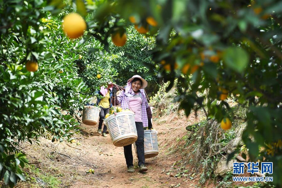 （紅土地&ldquo;往事新說(shuō)&rdquo;&middot;圖文互動(dòng)）（5）昔日房前&ldquo;一棵苗&rdquo; 今朝引來(lái)橙滿枝