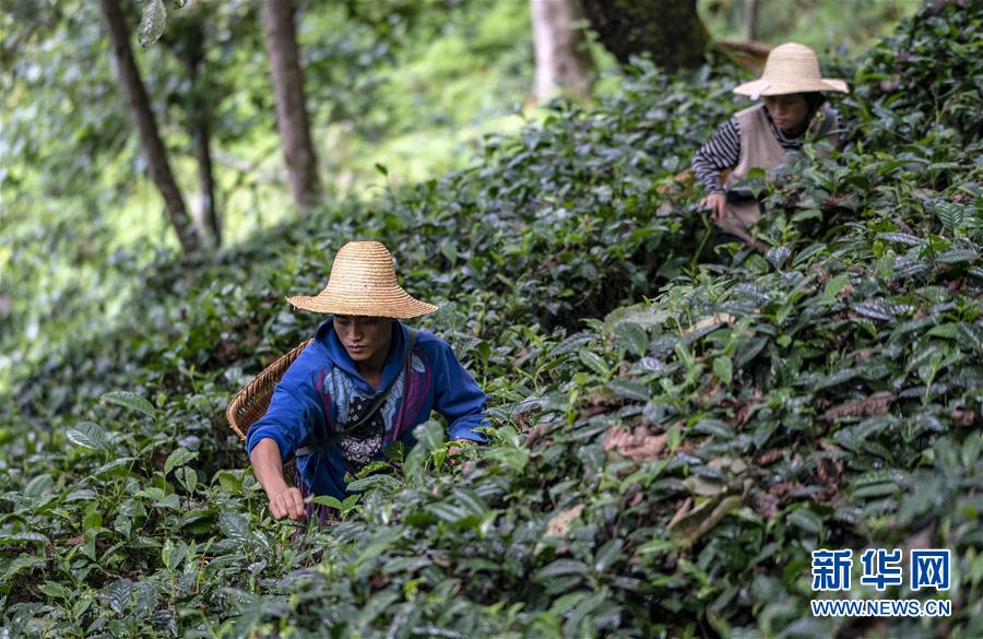 (決戰(zhàn)決勝脫貧攻堅·圖文互動)(5)怒江大峽谷興起“生態(tài)行當”