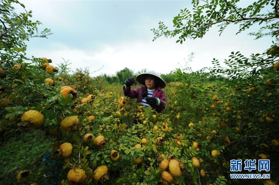 （全面深化改革&middot;圖文互動）（3）&ldquo;減&rdquo;出效益 &ldquo;融&rdquo;出特色 &ldquo;服&rdquo;出動力&mdash;&mdash;貴州推進農(nóng)村產(chǎn)業(yè)結(jié)構(gòu)調(diào)整觀察