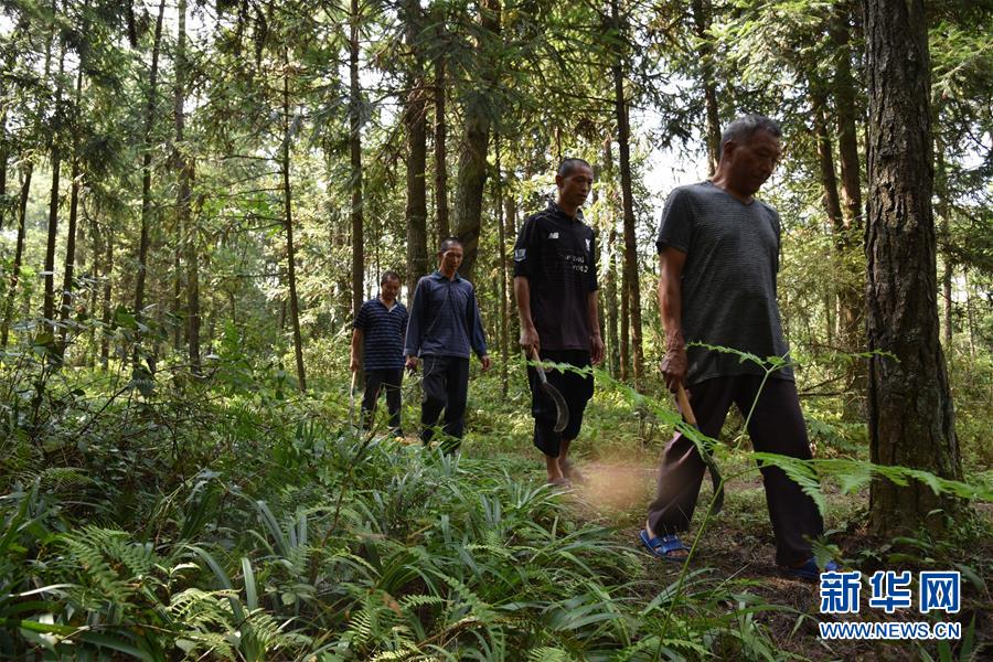 （愛(ài)國(guó)情 奮斗者&middot;圖文互動(dòng)）（1）貴州印江高石坎護(hù)林隊(duì)：半輩子，以林場(chǎng)為家