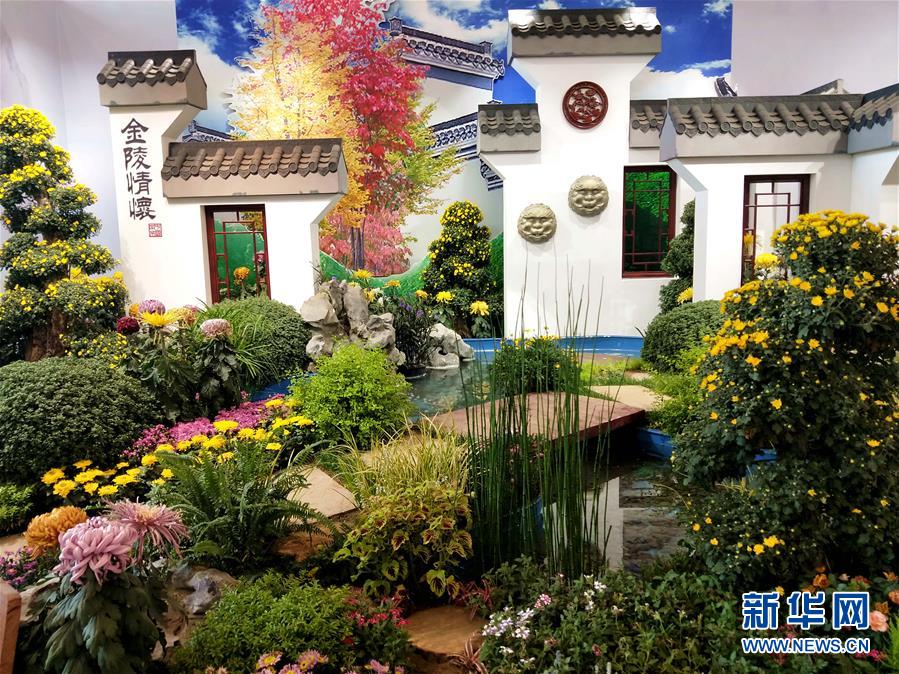 （圖文互動(dòng)）（1）上千個(gè)中外菊花參賽作品亮相北京世園會(huì)