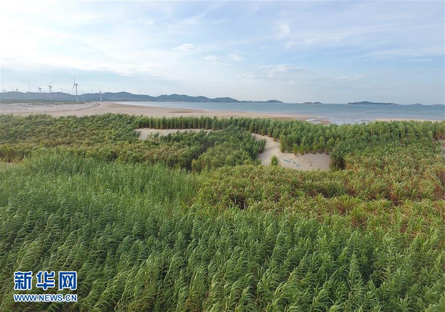 （不忘初心、牢記使命&middot;圖文互動(dòng)）（2）拳拳寸草心 濃濃報(bào)國情&mdash;&mdash;記&ldquo;菌草之父&rdquo;林占熺