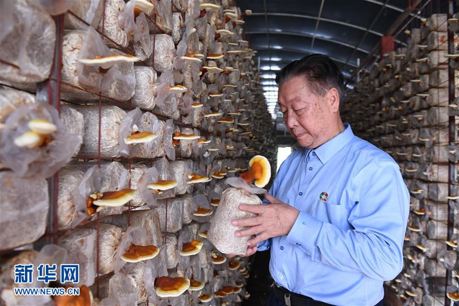 （不忘初心、牢記使命&middot;圖文互動(dòng)）（1）拳拳寸草心 濃濃報(bào)國情&mdash;&mdash;記&ldquo;菌草之父&rdquo;林占熺