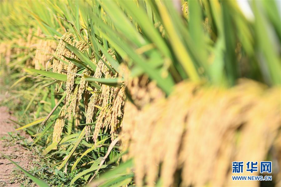 （圖文互動(dòng)）（8）1046.3公斤！袁隆平第三代雜交水稻首次公開測產(chǎn)