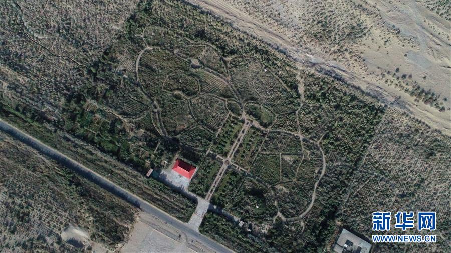 (新華全媒頭條·圖文互動)(2)塔克拉瑪干的“播綠使者”——中科院新疆生態(tài)與地理研究所高級工程師常青的故事