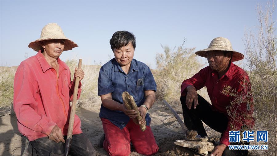 (新華全媒頭條·圖文互動)(3)塔克拉瑪干的“播綠使者”——中科院新疆生態(tài)與地理研究所高級工程師常青的故事