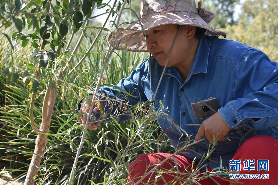 (新華全媒頭條·圖文互動)(4)塔克拉瑪干的“播綠使者”——中科院新疆生態(tài)與地理研究所高級工程師常青的故事