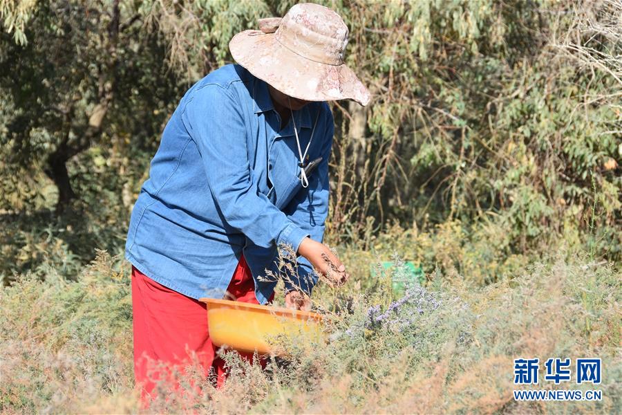 (新華全媒頭條·圖文互動)(7)塔克拉瑪干的“播綠使者”——中科院新疆生態(tài)與地理研究所高級工程師常青的故事