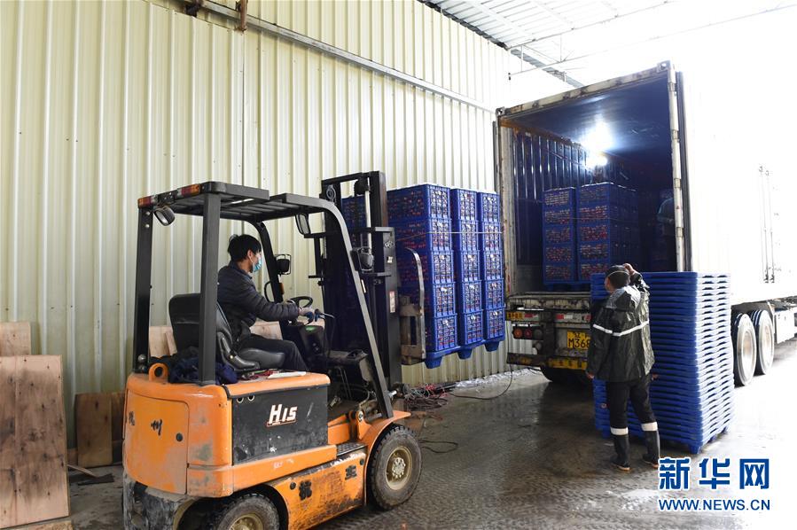 （圖文互動）（9）與疫情抗爭 與春光同行&mdash;&mdash;廣西農(nóng)村春耕備耕一線觀察