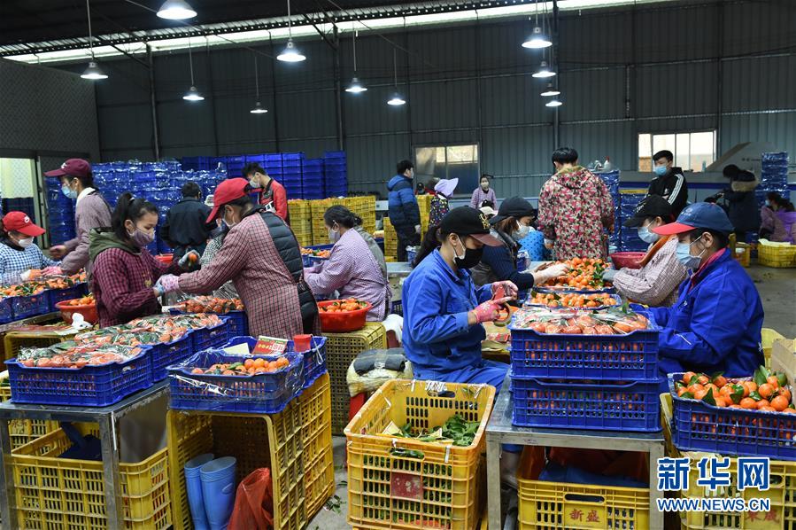 （圖文互動）（10）與疫情抗爭 與春光同行&mdash;&mdash;廣西農(nóng)村春耕備耕一線觀察