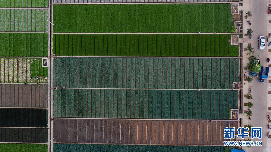 （抓好春耕備耕 穩(wěn)住農(nóng)業(yè)生產(chǎn)&middot;圖文互動(dòng)）（1）&ldquo;栽種的是菜苗，收獲的是希望&rdquo;&mdash;&mdash;云南蔬菜集散地通海縣春耕見聞 