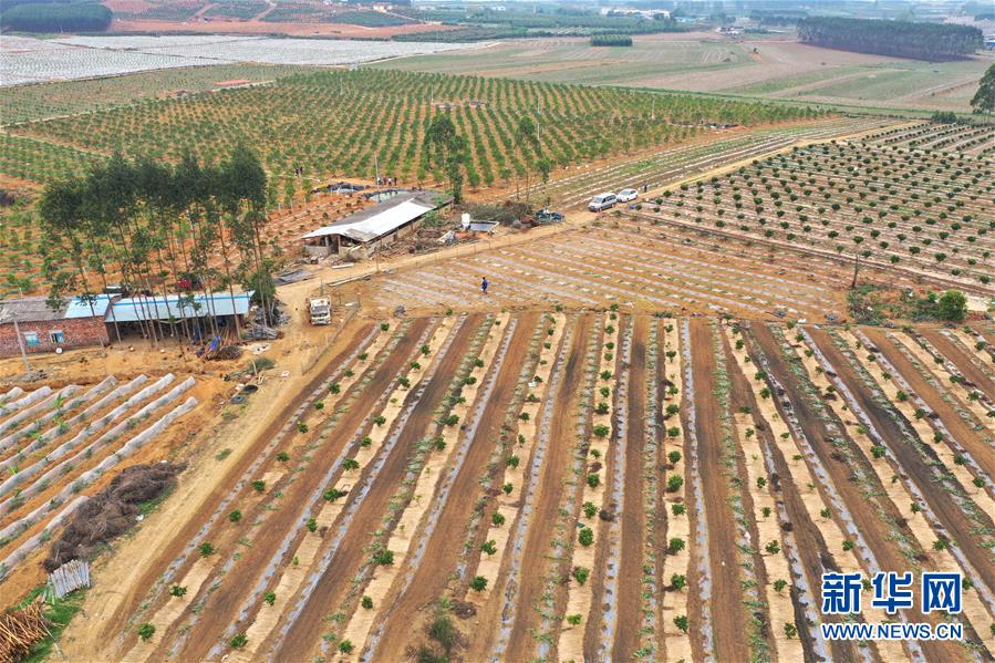 （抓好春耕備耕 穩(wěn)住農(nóng)業(yè)生產(chǎn)&middot;圖文互動）（3）農(nóng)時不等人 扶貧不能拖&mdash;&mdash;種瓜大村春耕生產(chǎn)見聞 