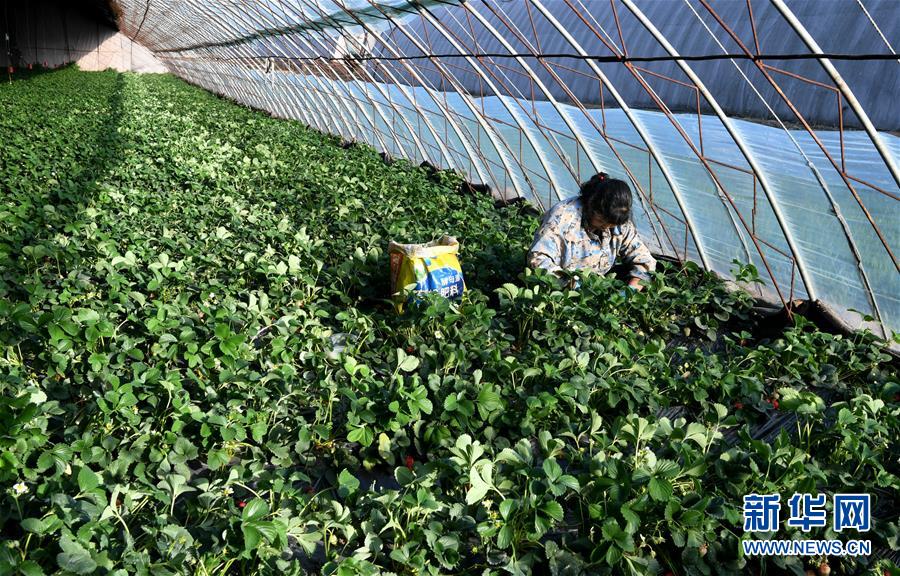 （在習(xí)近平新時代中國特色社會主義思想指引下&mdash;&mdash;新時代新作為新篇章&middot;習(xí)近平總書記關(guān)切事&middot;圖文互動）（3）戰(zhàn)&ldquo;疫&rdquo;要勁時，戰(zhàn)&ldquo;貧&rdquo;再加把勁！&mdash;&mdash;中央各部門助力脫貧攻堅很給力